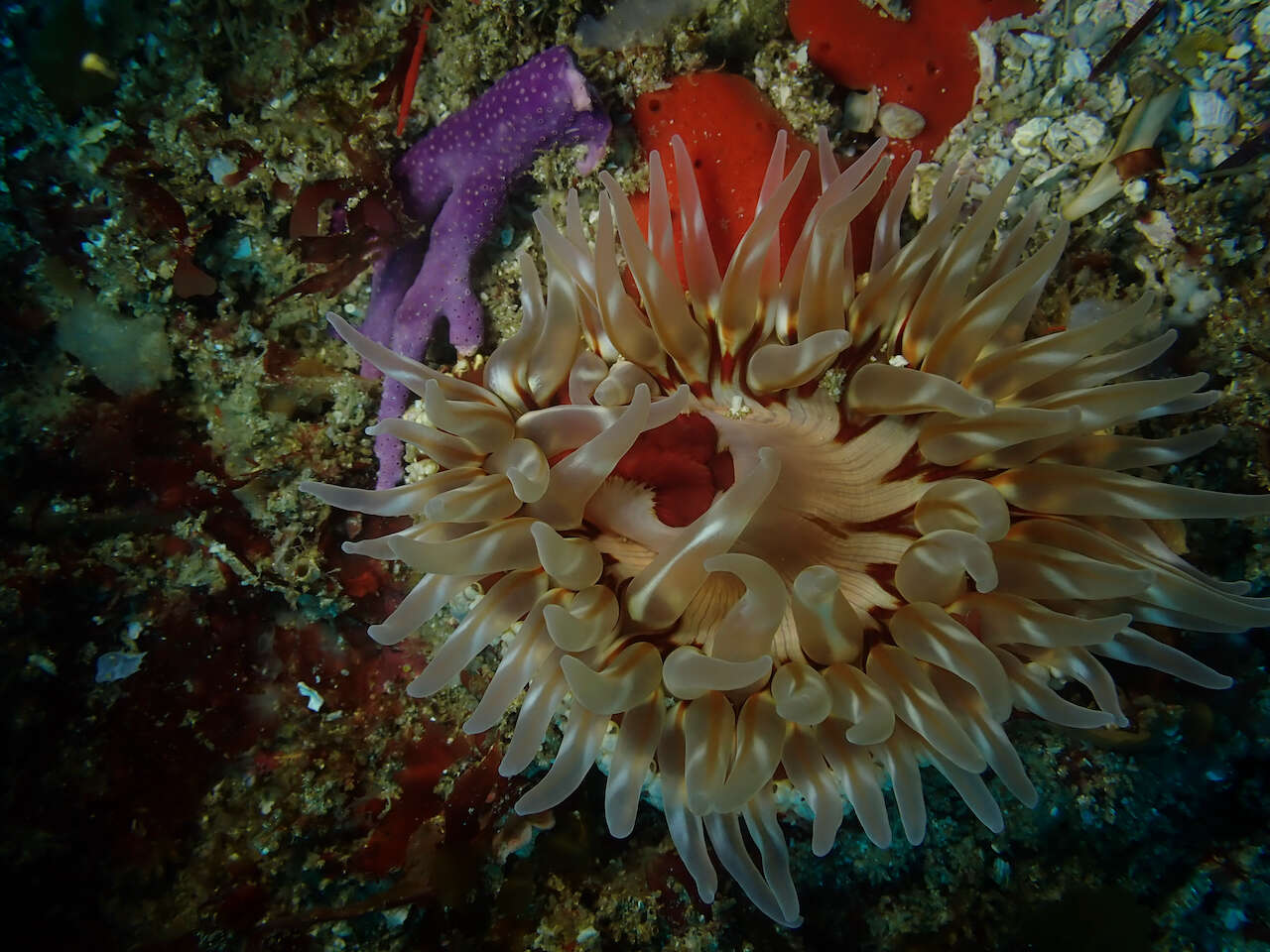 Image of McPeak anemone