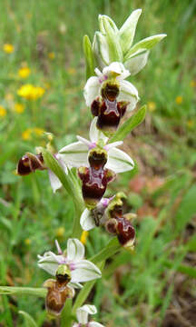 Image of Woodcock bee-orchid