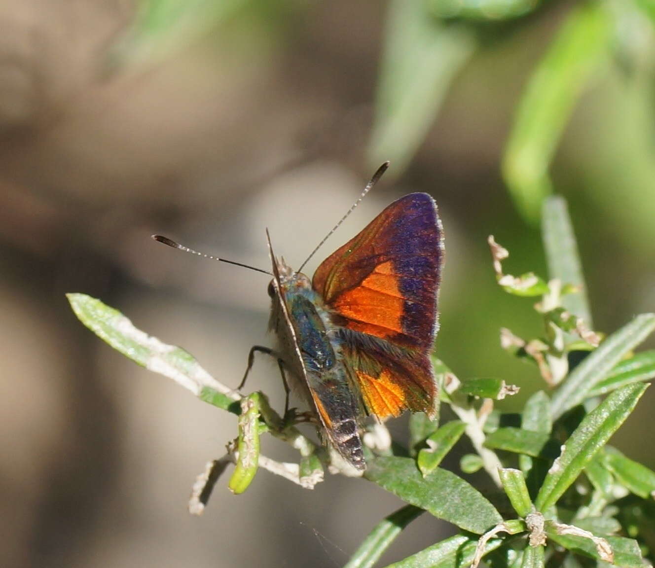 Image of Paralucia aurifer (Blanchard 1848)