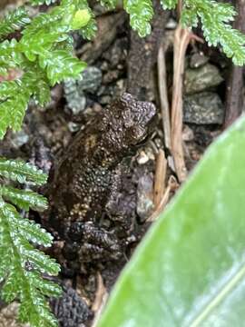 Image of Muller's toad