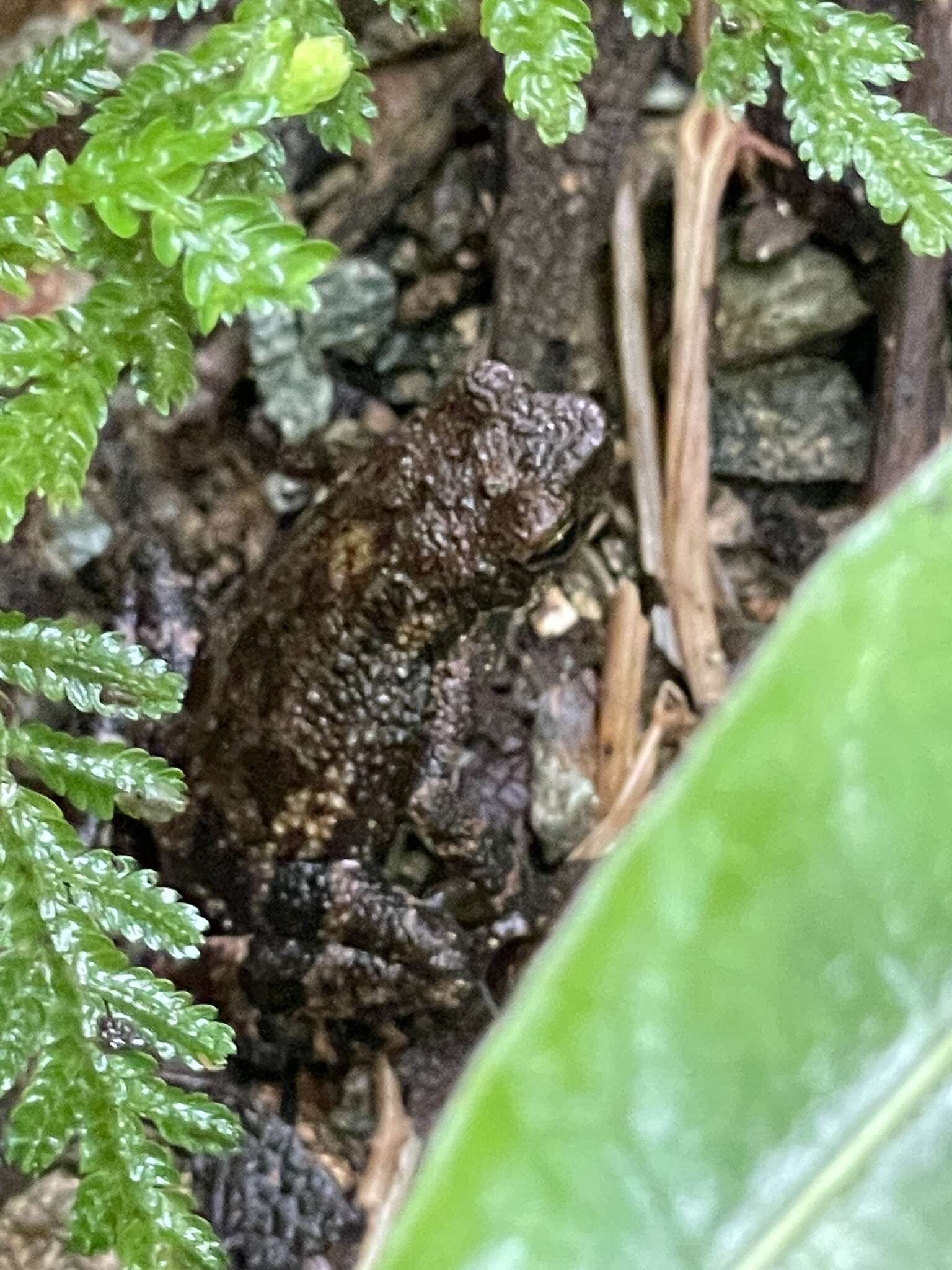Image of Muller's toad