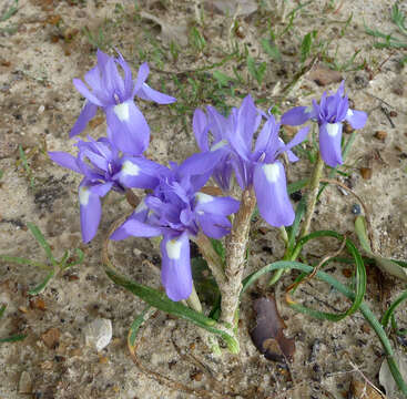 Image of Barbary Nut Iris