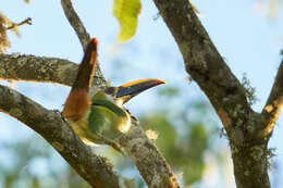 Image of <i>Aulacorhynchus prasinus wagleri</i>