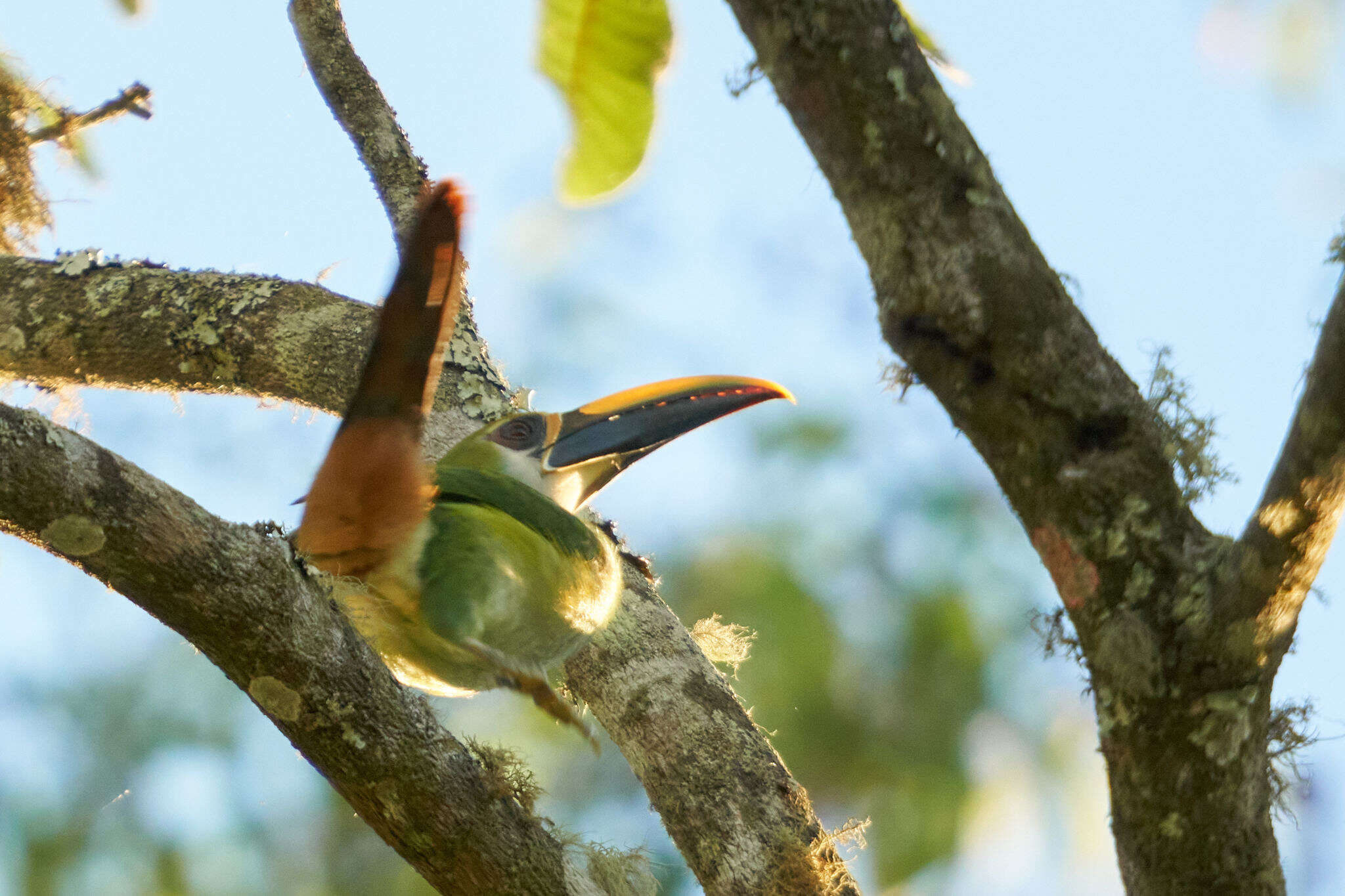 Image of <i>Aulacorhynchus prasinus wagleri</i>