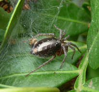 Image of Agelena labyrinthica (Clerck 1757)