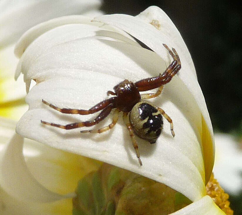 صورة Synema globosum (Fabricius 1775)