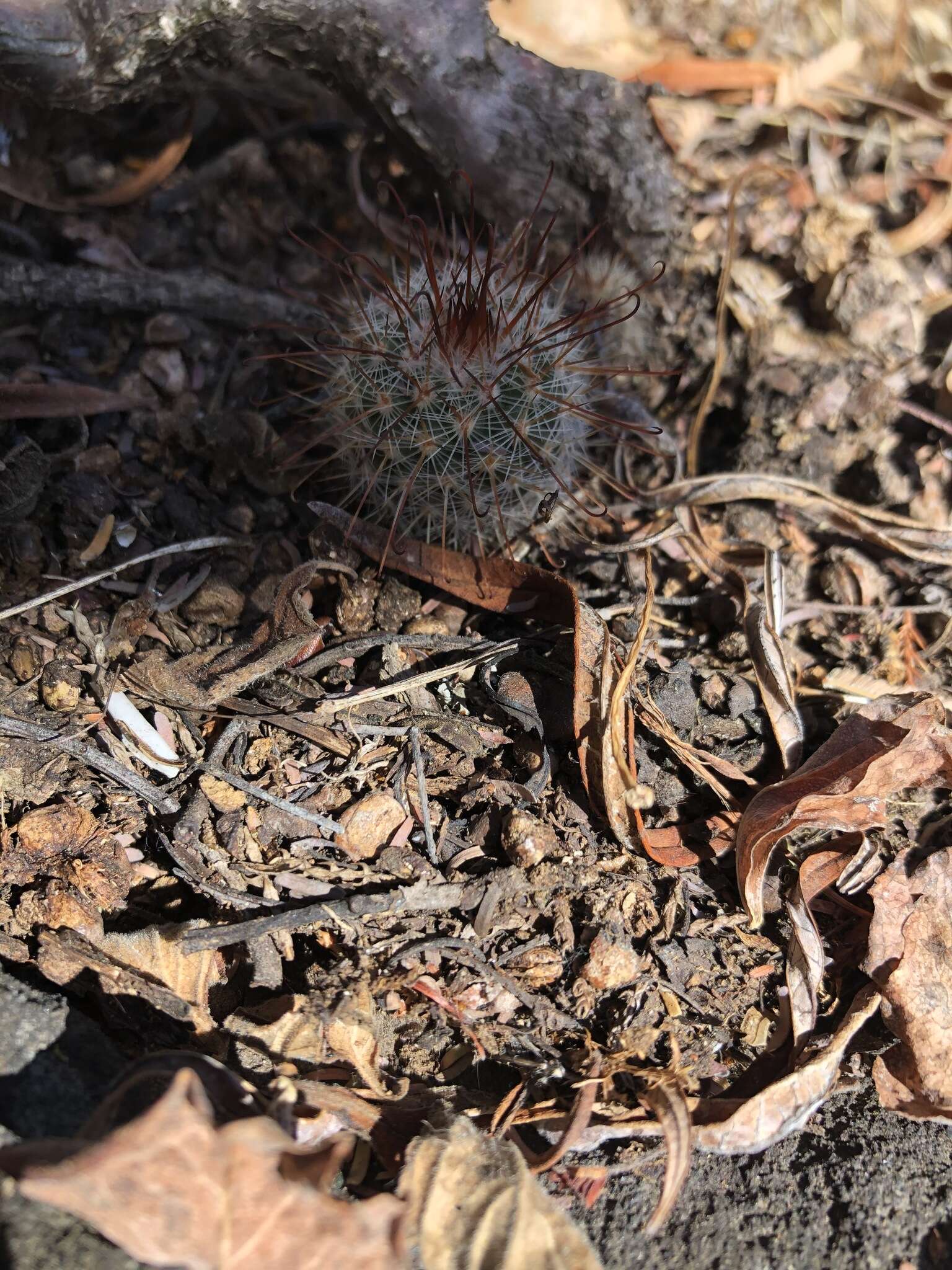 Image of Mammillaria nunezii subsp. nunezii