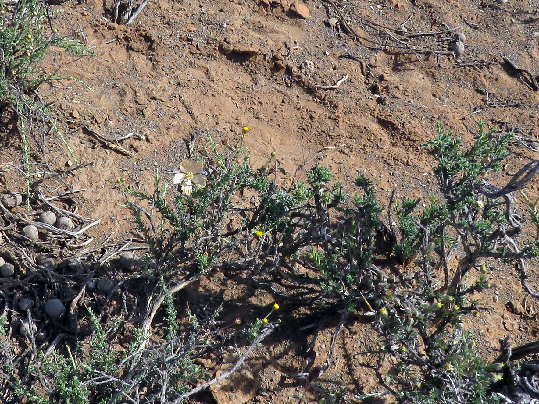 Image of Monsonia salmoniflora (Moffett) F. Albers