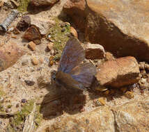 Imagem de Glaucopsyche melanops (Boisduval 1829)