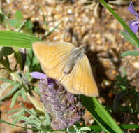 Plancia ëd Callophrys rubi (Linnaeus 1758)