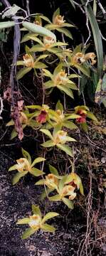 Image of Cymbidium hookerianum Rchb. fil.