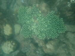 Image of Staghorn coral