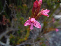 Image de Disa vaginata Harv. ex Lindl.