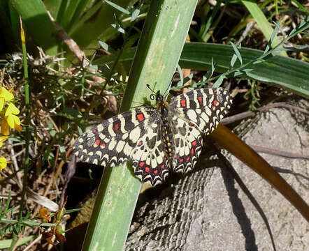 Image of Zerynthia rumina (Linnaeus 1758)