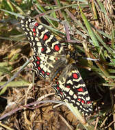 Image of Zerynthia rumina (Linnaeus 1758)