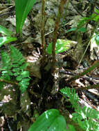 Image of mountain woodfern