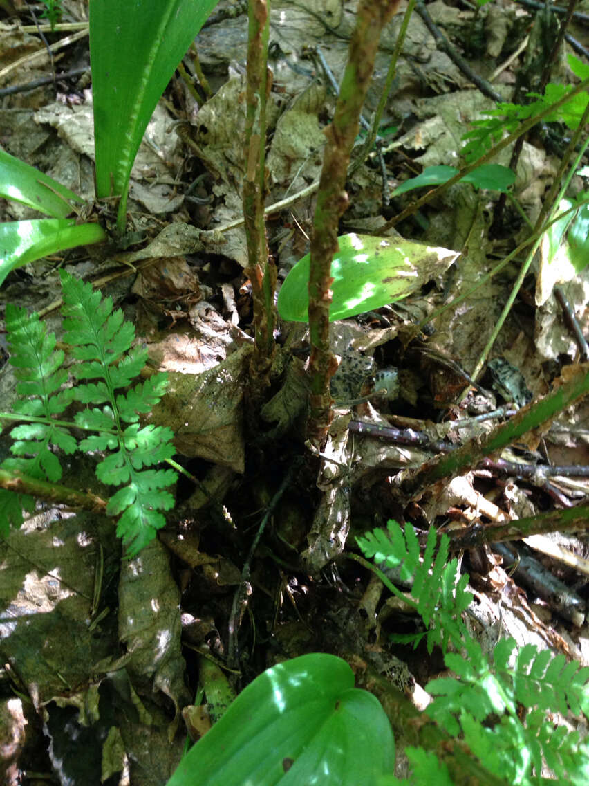 Image of mountain woodfern