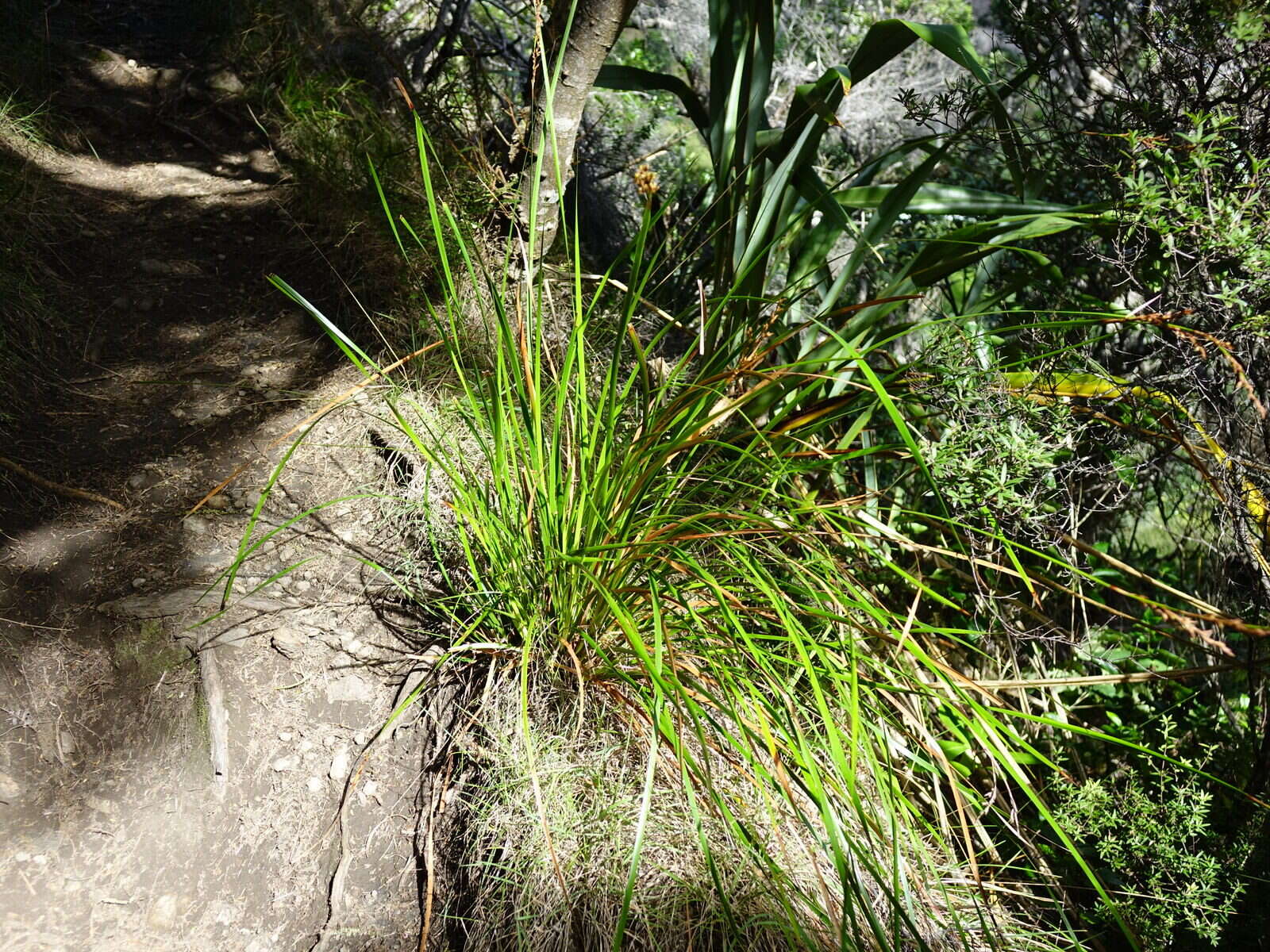 Image of Lepidosperma laterale R. Br.