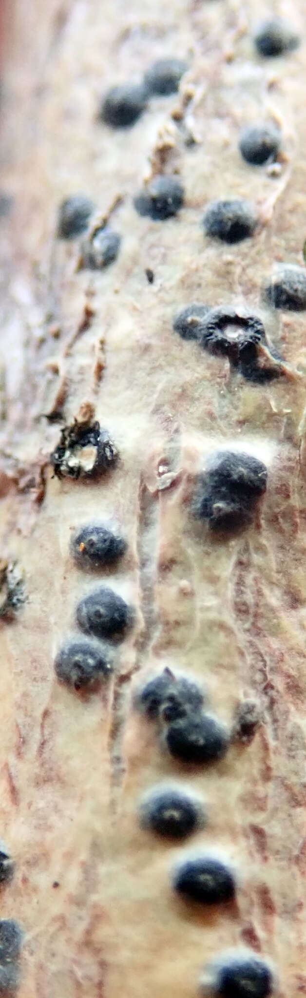 Image of Pyrenula dermatodes (Borrer) Schaer.