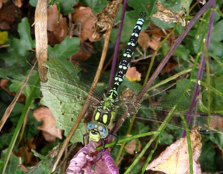 Image of Blue Hawker