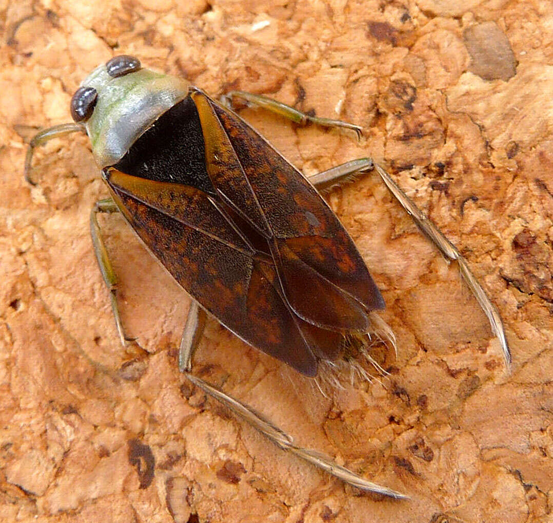 Image of Notonecta maculata Fabricius 1794