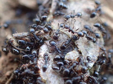 Image of Monomorium paternum Bolton 1987