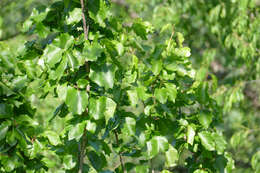 Styrax platanifolius subsp. platanifolius的圖片