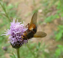 Image of Tachina fera (Linnaeus 1761)