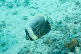 Image of Black Butterflyfish