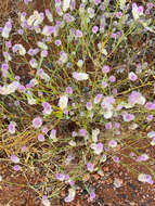 Image of Ptilotus calostachyus F. Müll.