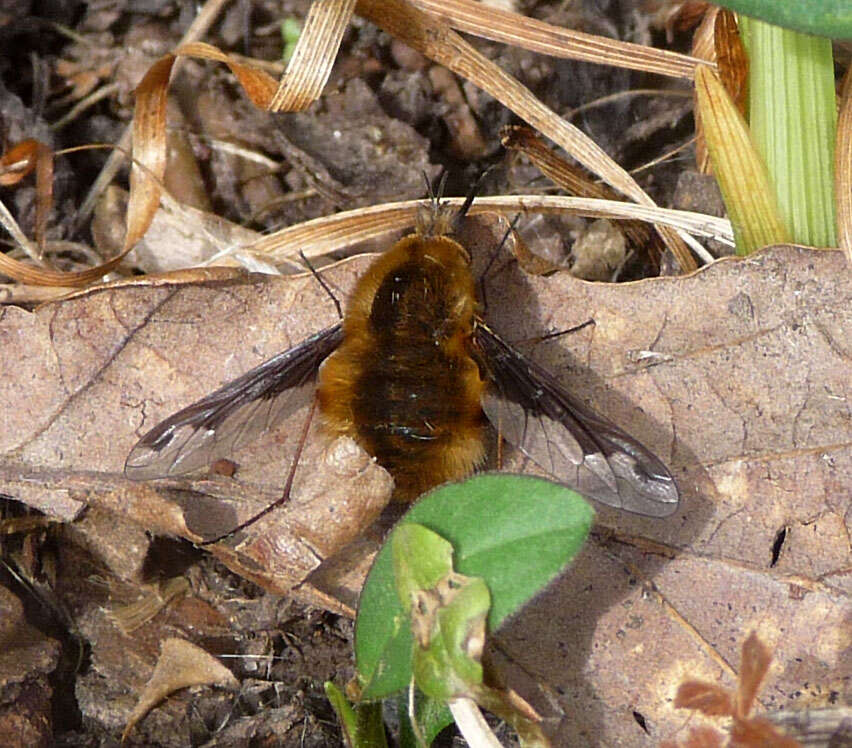 Image of Large bee-fly