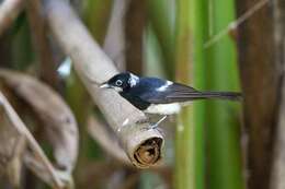 Image of Pied Monarch