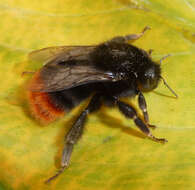 Image of Red tailed bumblebee