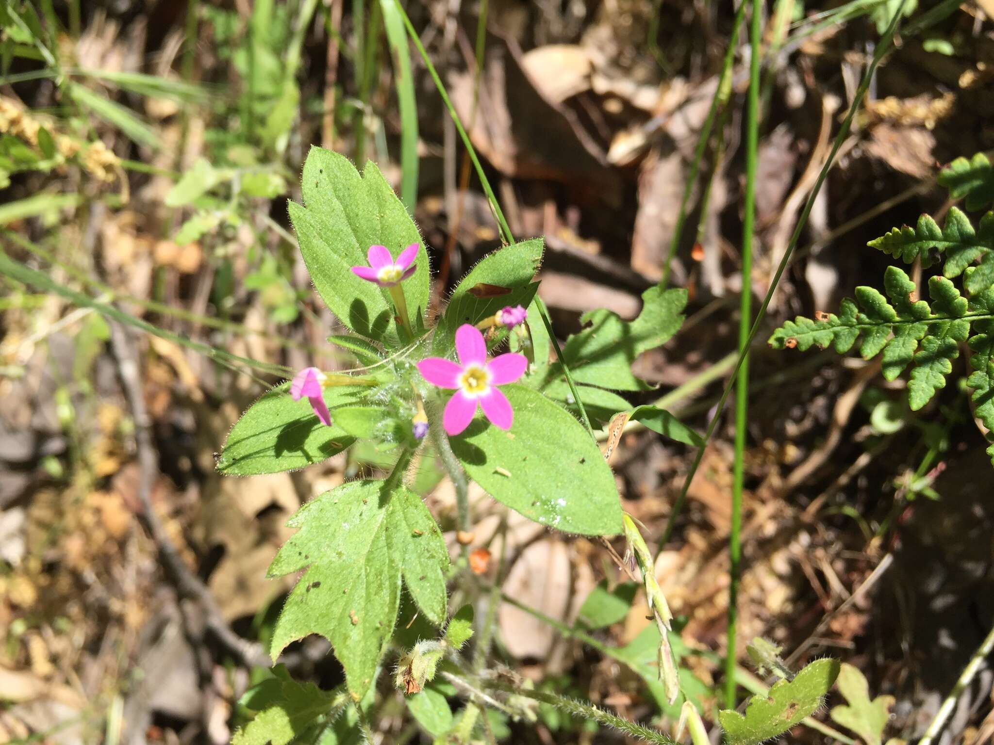 Image of variableleaf collomia