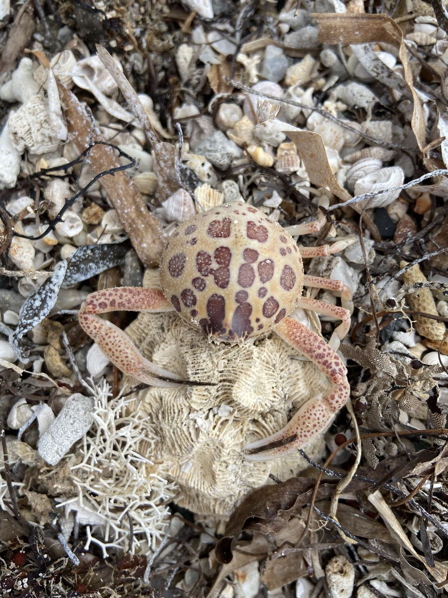 Image of Mottled Purse Crab