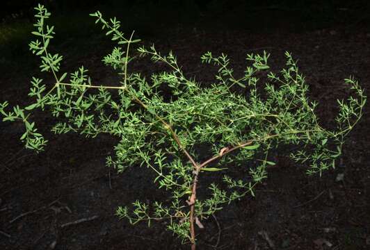 Image of hairy forked nailwort