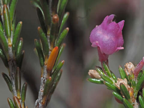 Image of Erica selaginifolia Salisb.