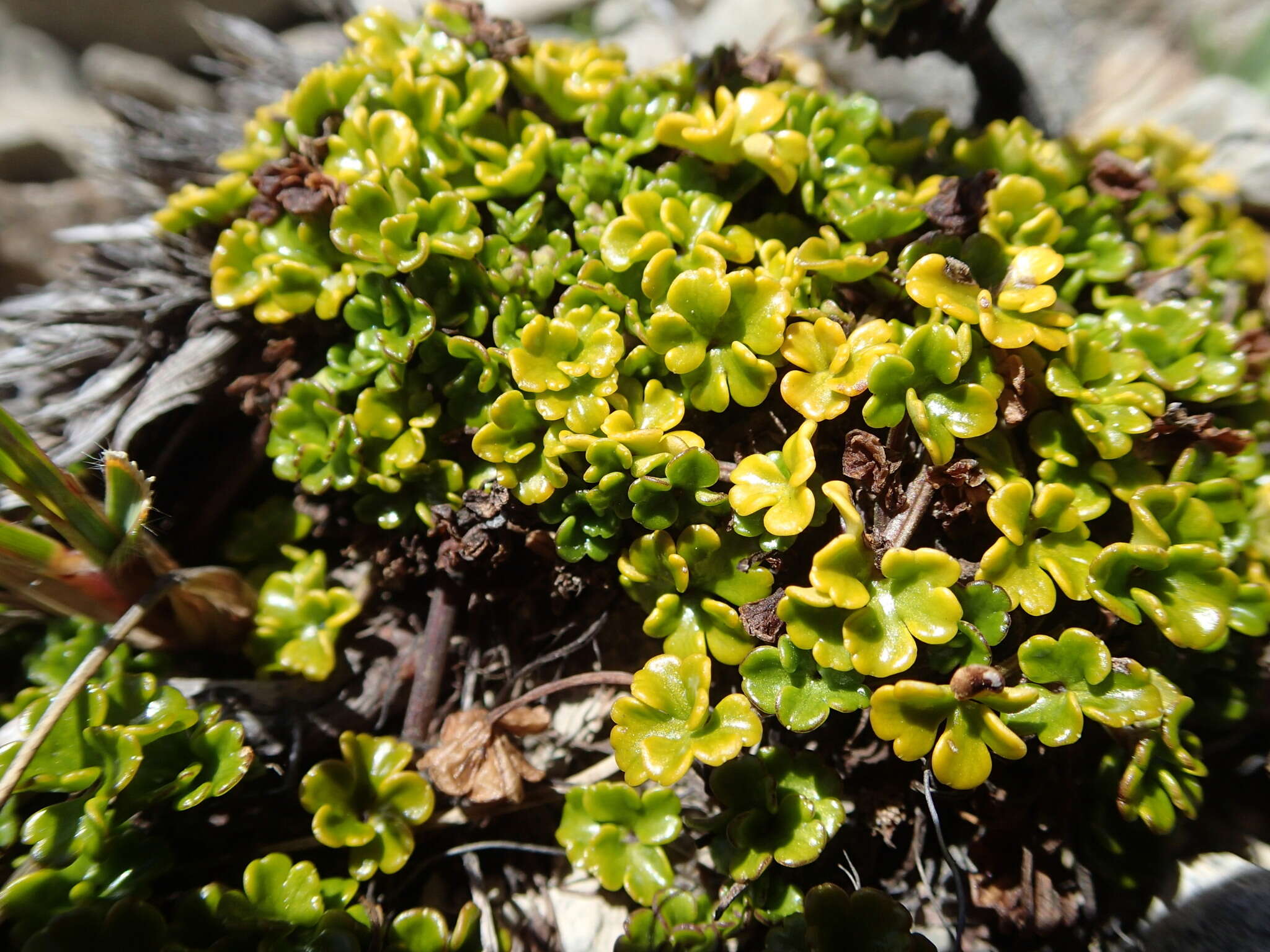 Imagem de Azorella hydrocotyloides (Hook. fil.) T. Kirk