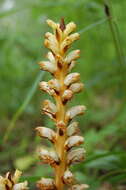 Image de <i>Orobanche krylowii</i> Beck