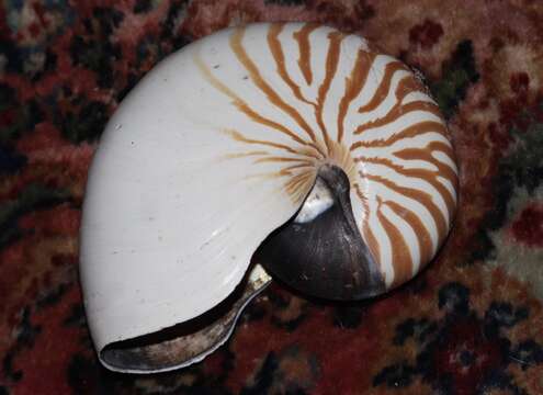 Nautilus pompilius Linnaeus 1758 resmi