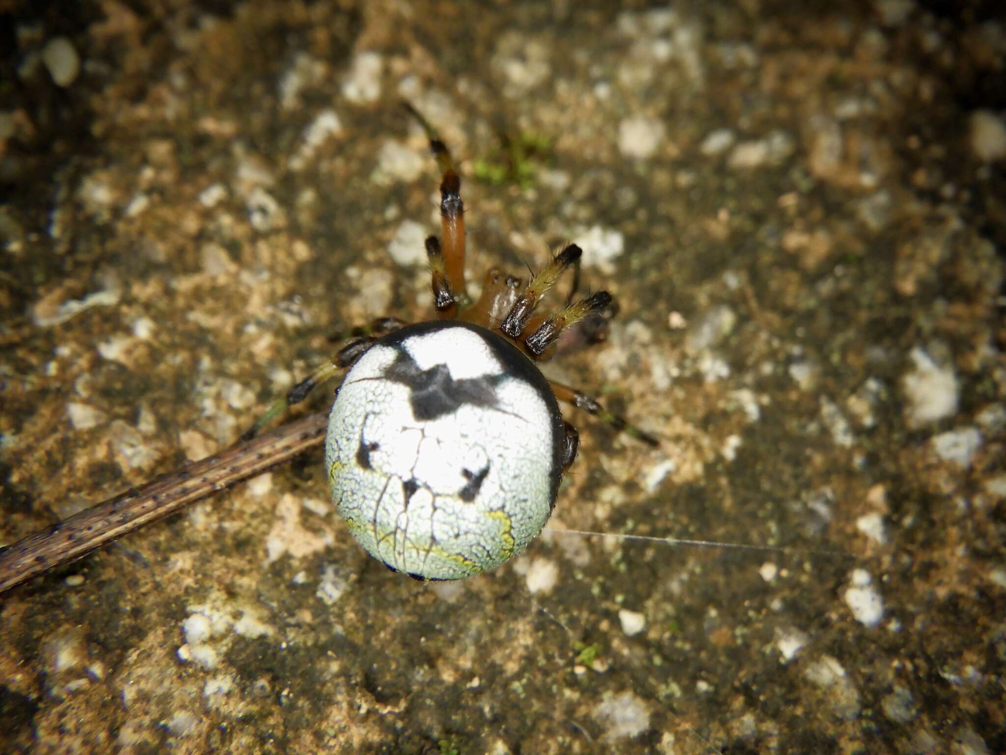 Image of Bijoaraneus komachi Tanikawa, Yamasaki & Petcharad 2021