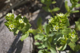 Image of seaside sandplant