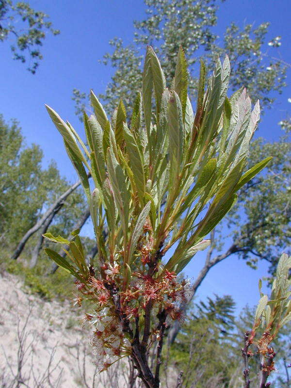 Imagem de Prunus pumila L.