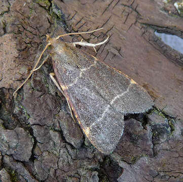 Image of Hypsopygia glaucinalis