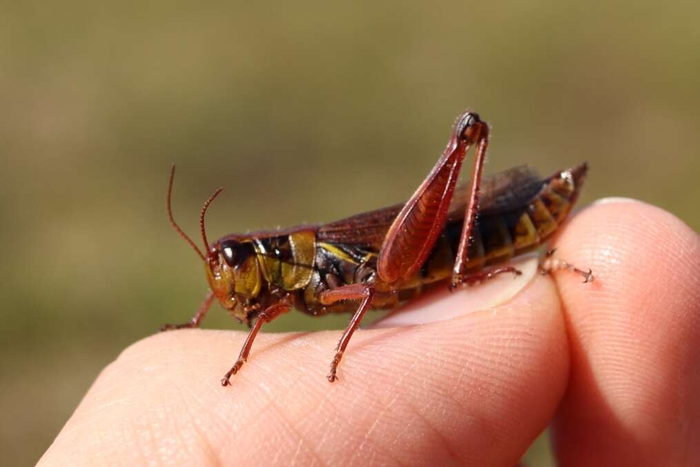 Слика од Melanoplus borealis (Fieber 1853)