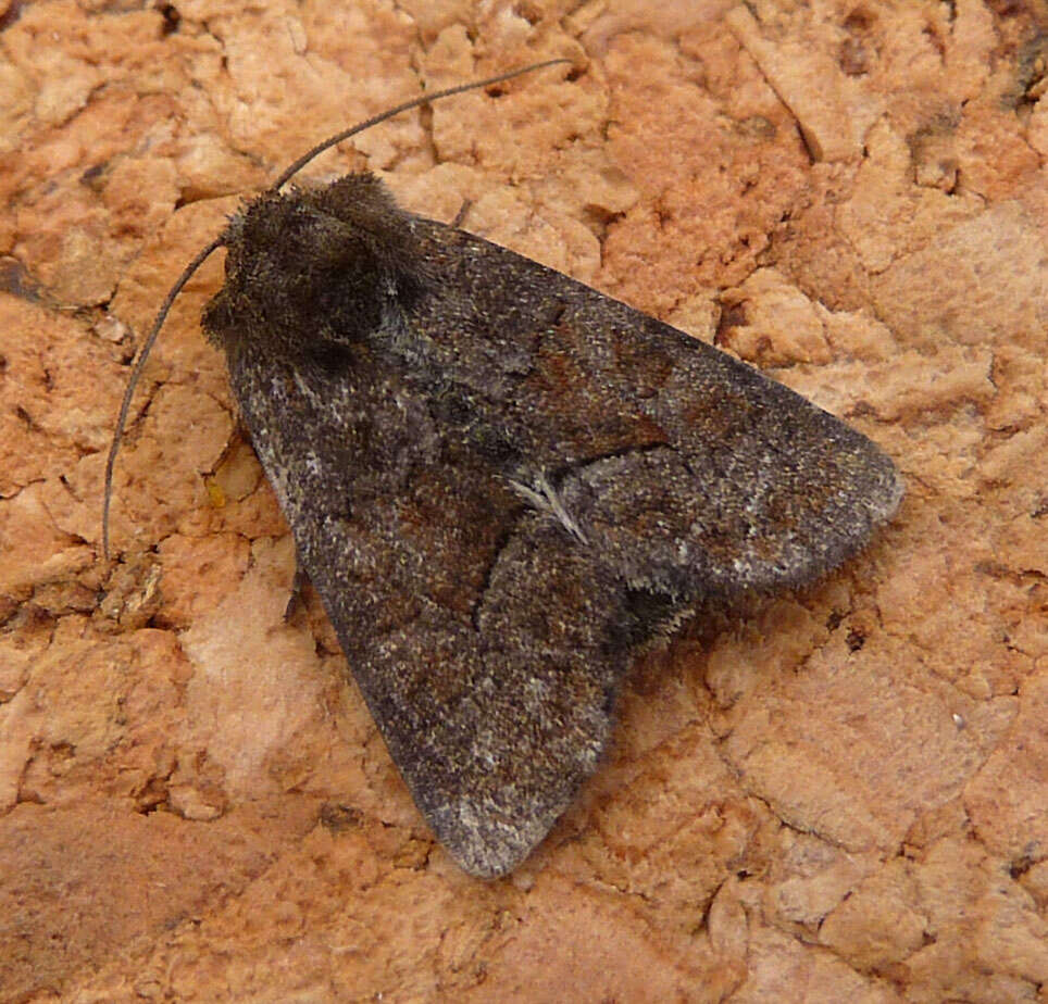 Image of Tawny Marbled Minor