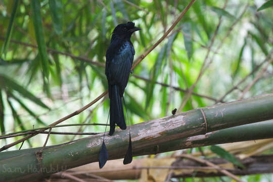 Imagem de Dicrurus paradiseus paradiseus (Linnaeus 1766)