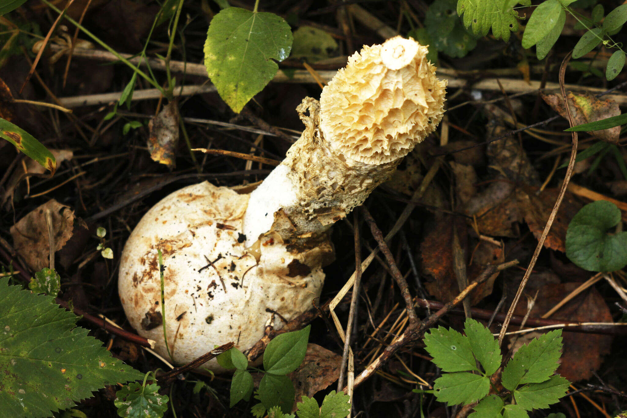 Image of Phallus impudicus var. togatus (Kalchbr.) Costantin & L. M. Dufour