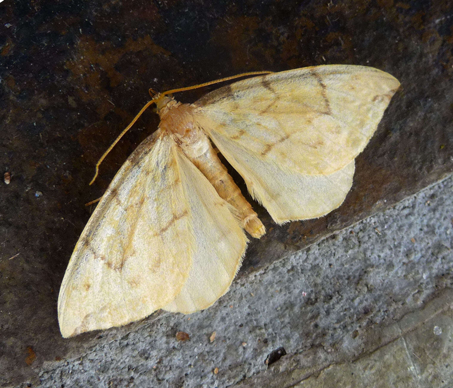 Image of Barred Straw