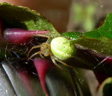 Image of Cucumber green spider